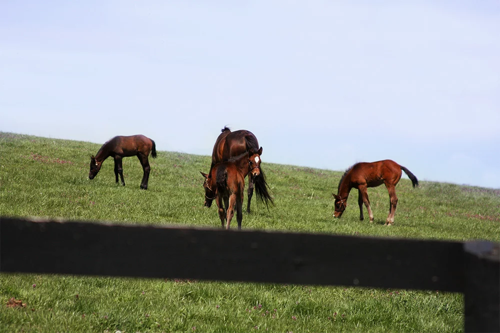 Photos Stonehaven SteadingsStonehaven Steadings