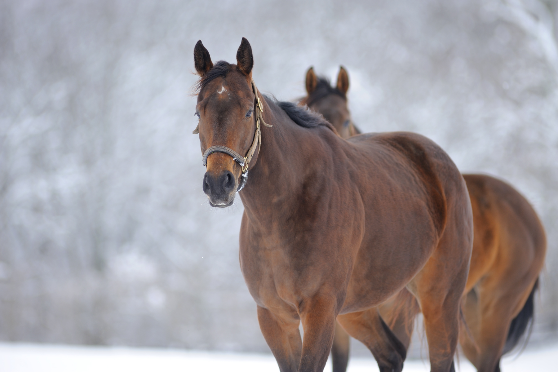 Photos Stonehaven SteadingsStonehaven Steadings